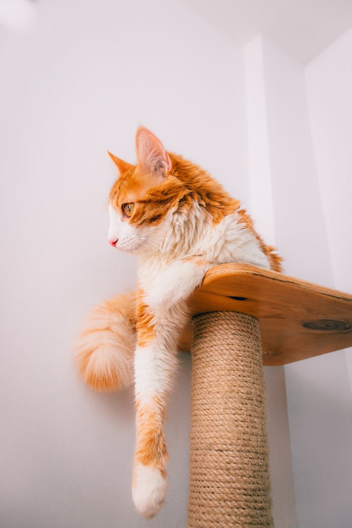 services-03 A ginger cat lounging elegantly on a scratching post against a white wall background.
