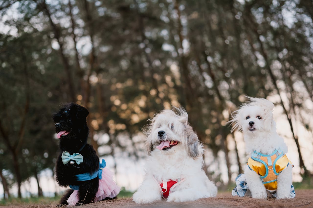 services-02 Three adorable dogs in cute outfits enjoying an outdoor setting.