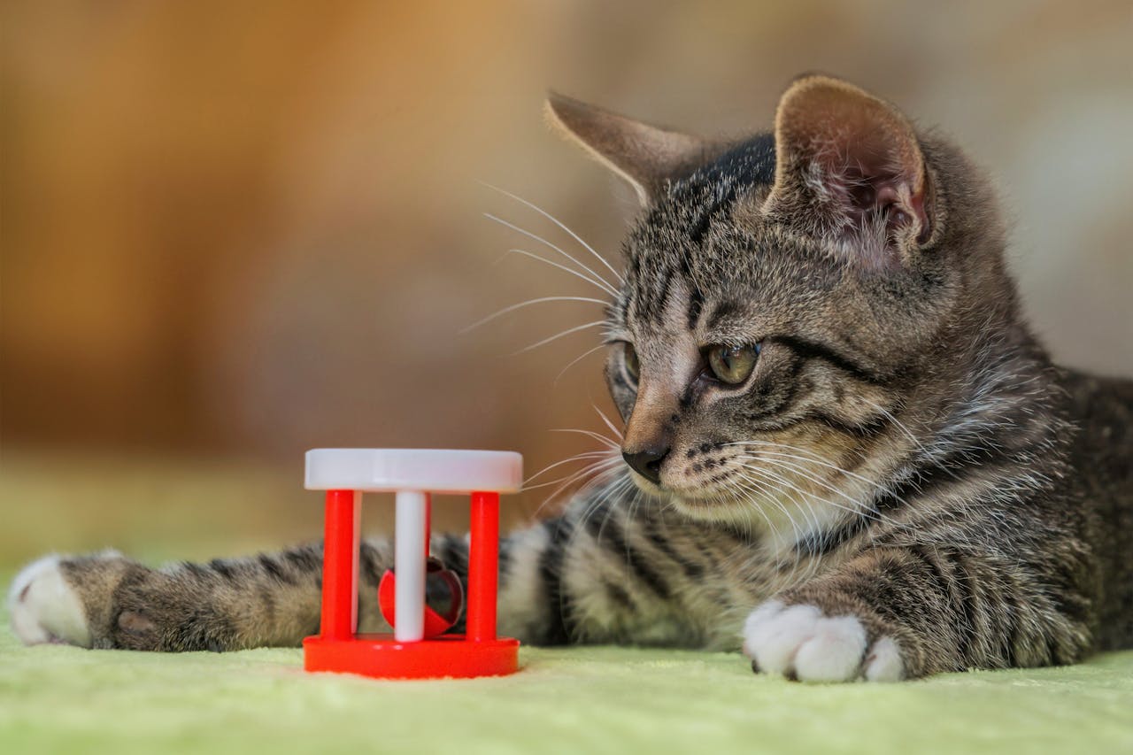 about-02 Cute tabby kitten playing with a red and white toy indoors.