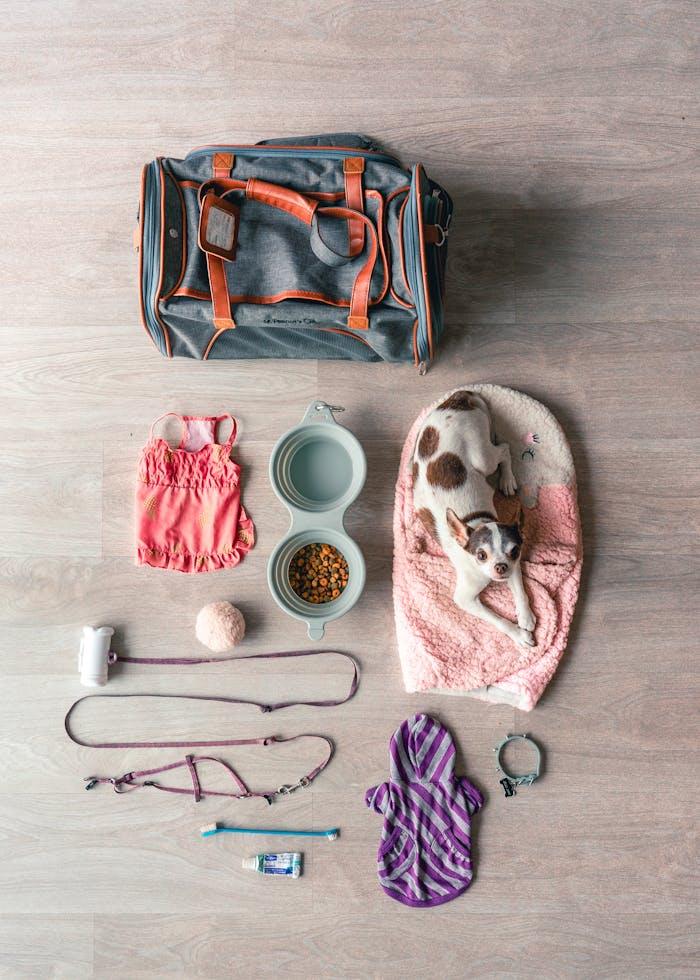 hero-img-02 Flat lay of Chihuahua travel essentials, including bag, food, and accessories.