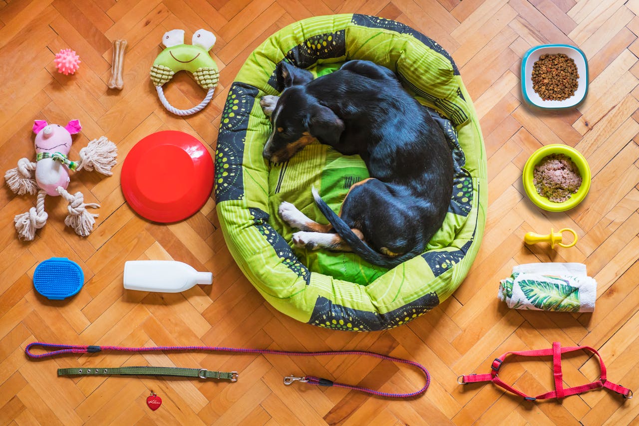 about-01 A dog relaxing in a bed surrounded by various pet accessories on a wooden floor.