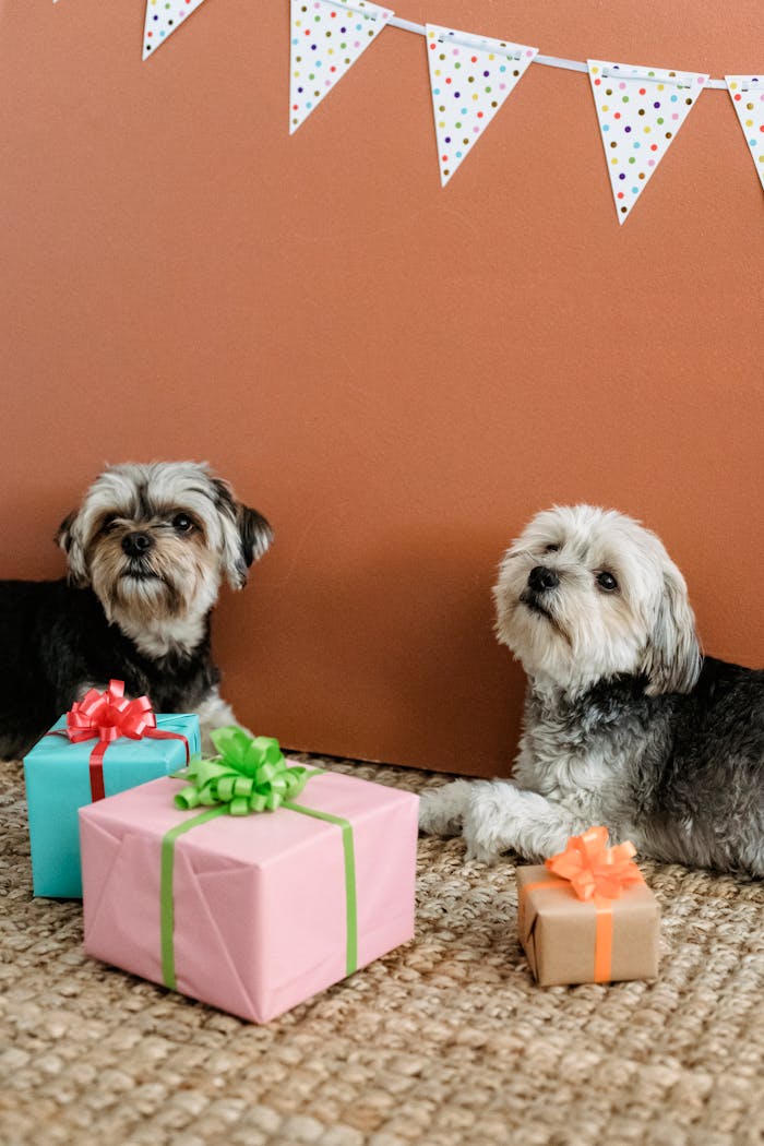 why-choose-us Purebred Yorkshire Terriers lying on carpet with various colorful gift boxes in room with festive decorations