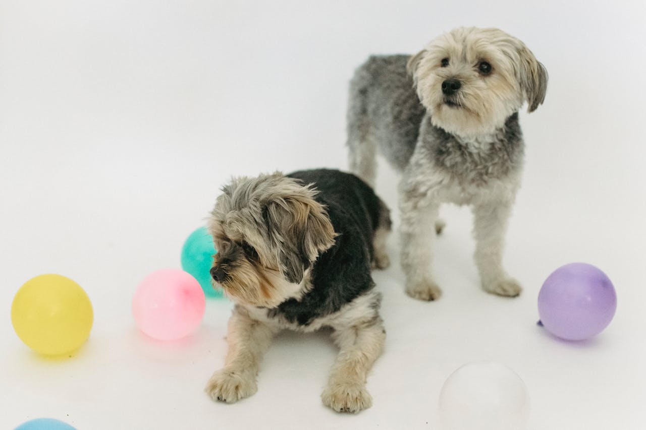 contact-img Little purebred dogs pastime near small colorful balls and looking away in light studio on white background