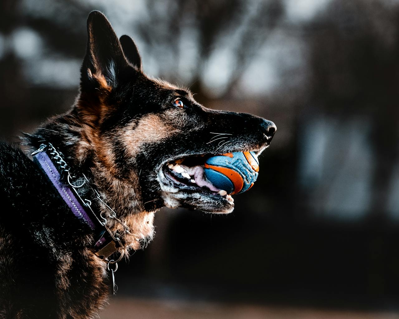 gallery-3 Close-up of a German Shepherd holding a ball in its mouth while playing outside.