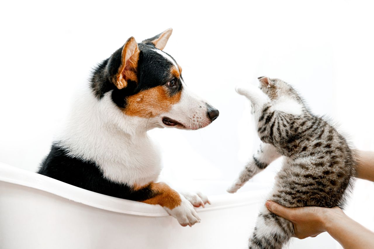 gallery-1 A cute scene of a cat and dog interacting playfully in a bathtub, indoors.