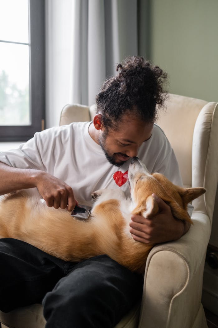 gallery-6 A joyful moment of a man grooming his corgi with affection while sitting on a comfortable chair indoors.